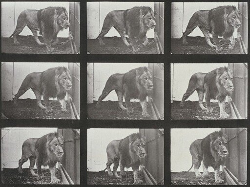 Plate Number 721. Lion walking