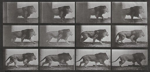 Plate Number 722. Lion walking