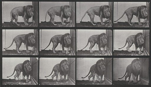 Plate Number 723. Lion walking and turning around