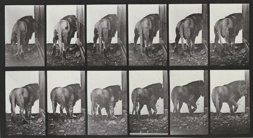 Plate Number 724. Lion walking and turning around