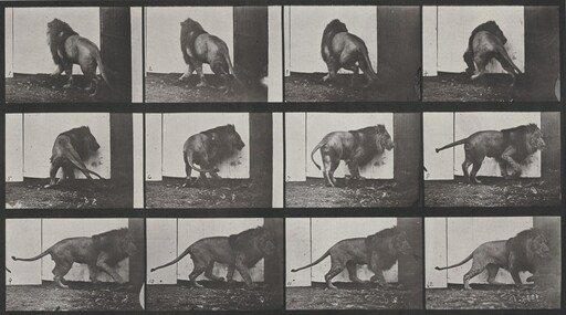 Plate Number 725. Lion walking and turning around