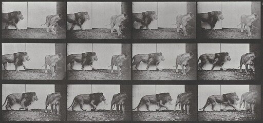 Plate Number 726. Lion and lioness walking