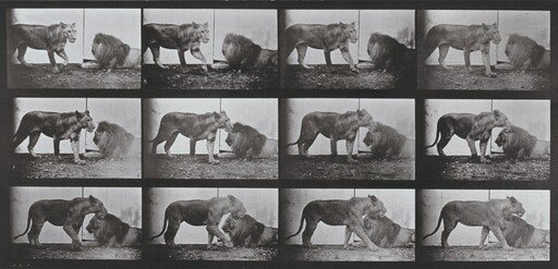 Plate Number 727. Lioness walking and lion lying down