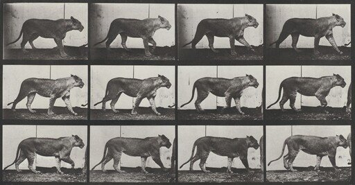 Plate Number 728. Lioness walking