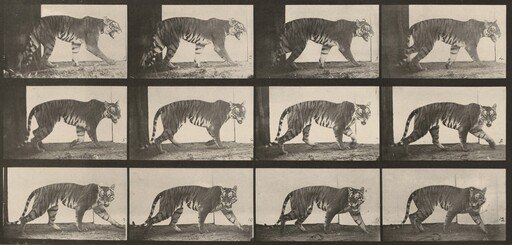 Plate Number 729. Tigress walking