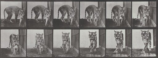 Plate Number 730. Tigress walking and turning around