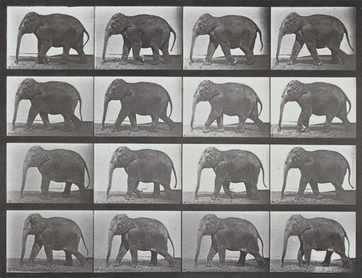 Plate Number 732. Elephant walking