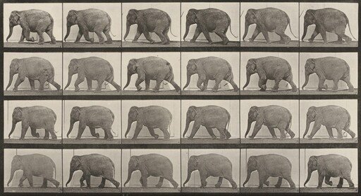 Plate Number 733. Elephant walking