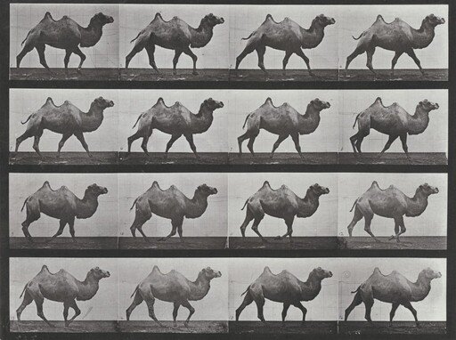 Plate Number 737. Bactrian camel walking