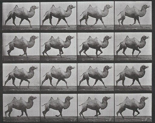Plate Number 738. Bactrian camel walking