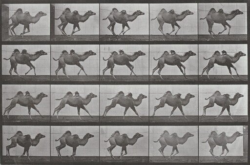 Plate Number 740. Bactrian camel galloping