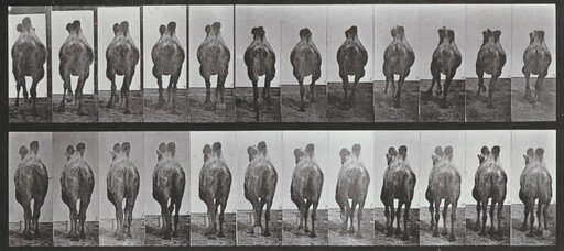 Plate Number 741. Bactrian camel. A: Walking. B: Racking