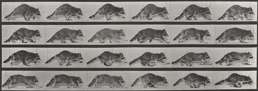 Plate Number 744. Raccoon walking, changing to a gallop
