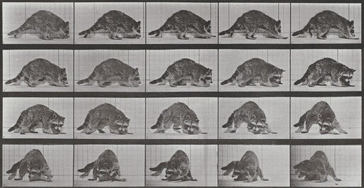 Plate Number 745. Raccoon walking and turning around