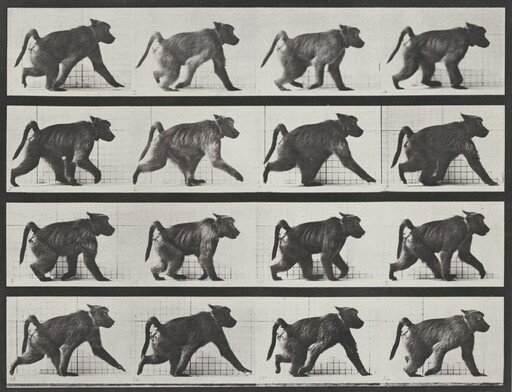 Plate Number 747. Baboon walking on all fours