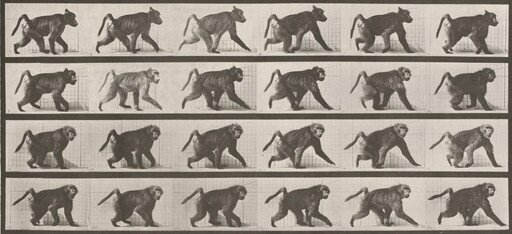 Plate Number 748. Baboon walking on all fours