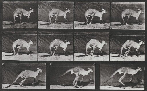 Plate Number 751. Kangaroo walking on all fours, changing to jumping
