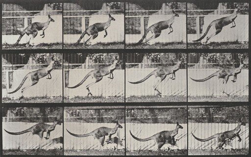 Plate Number 752. Kangaroo jumping