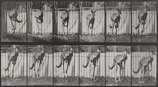 Plate Number 754. Kangaroo jumping