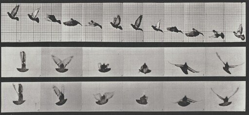 Plate Number 755. Pigeon flying