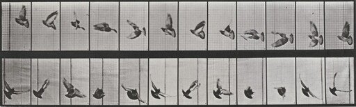 Plate Number 756. Pigeon flying
