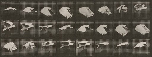 Plate Number 759. Cockatoo flying