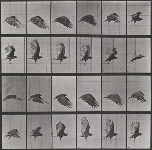 Plate Number 765. Vulture flying