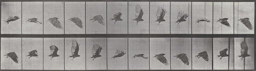Plate Number 766. Vulture flying