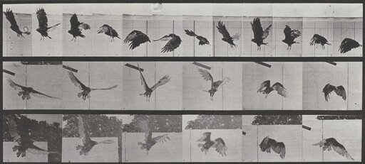 Plate Number 767. Vulture flying