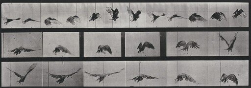 Plate Number 768. Vulture flying