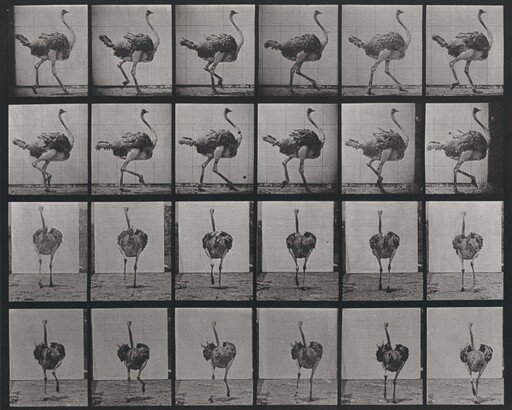 Plate Number 772. Ostrich walking