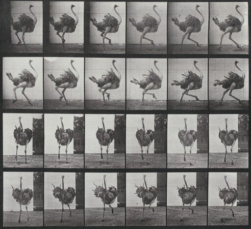 Plate Number 773. Ostrich running