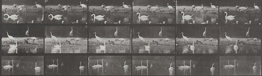 Plate Number 776. Storks, swans, etc.