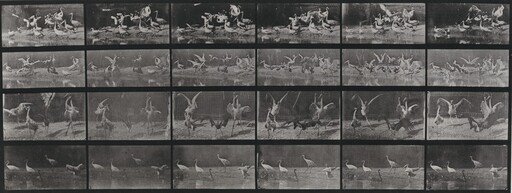 Plate Number 777. Storks, swans, etc.