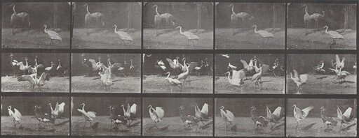 Plate Number 778. Storks, swans, etc.
