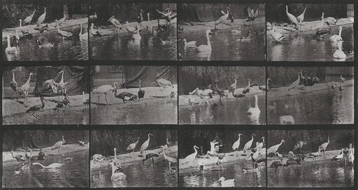 Plate Number 779. Storks, swans, etc.