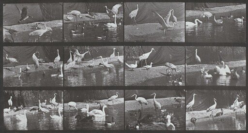 Plate Number 780. Storks, swans, etc.
