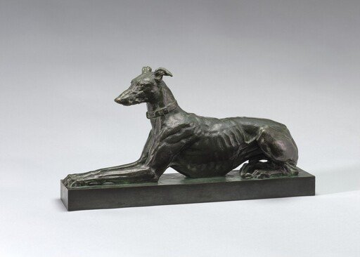 Tom, Algerian Greyhound