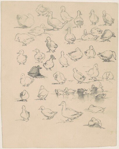 Ducks