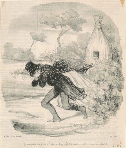 Un monsieur qui voulu étudier ... les moeurs ... des abeilles