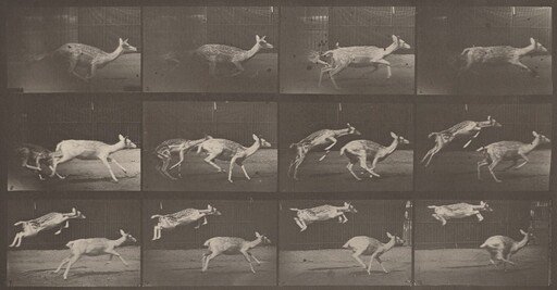 Plate Number 691. Fallow deer, doe galloping and kid jumping