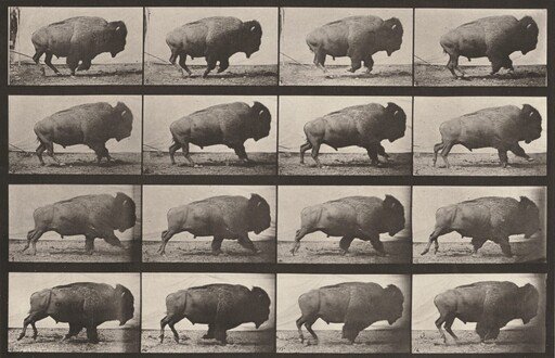 Plate Number 700. Buffalo galloping