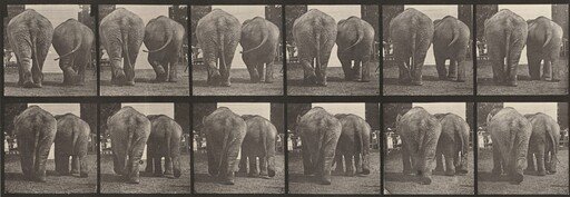 Plate Number 735. Two elephants walking