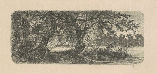 Water Elms