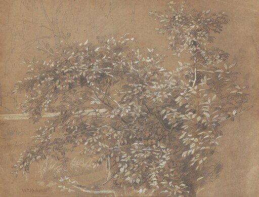 Foliage
