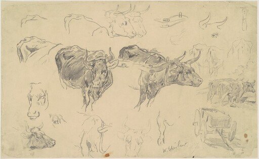 Studies of Oxen