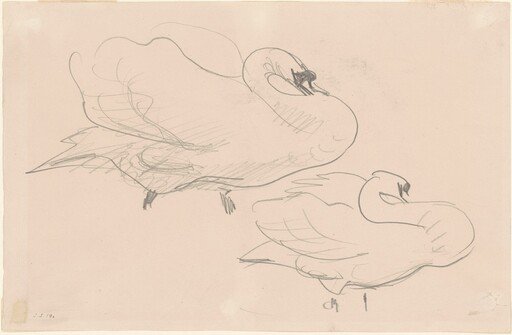 Studies of a Swan