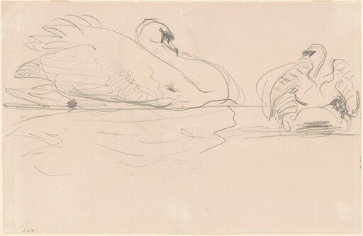 Swans in the Water
