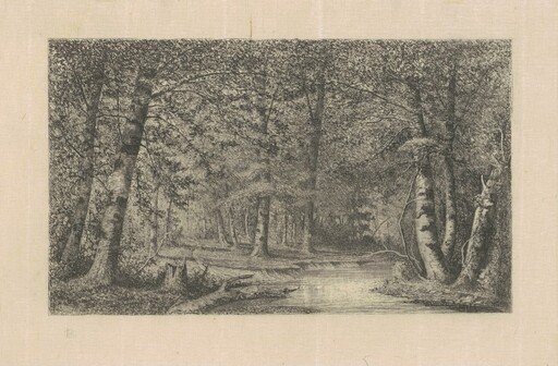 Beech Forest