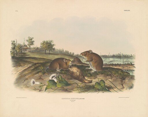 Cotton Rat